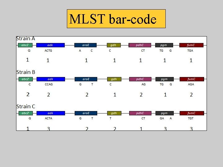 MLST bar-code 