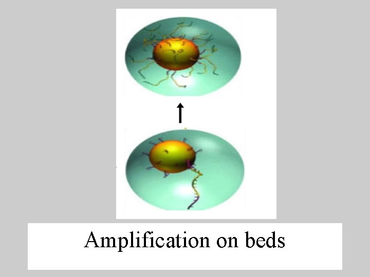 Amplification on beds 