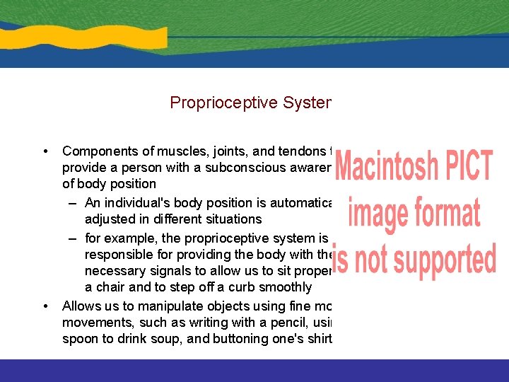 Proprioceptive System • • Components of muscles, joints, and tendons that provide a person