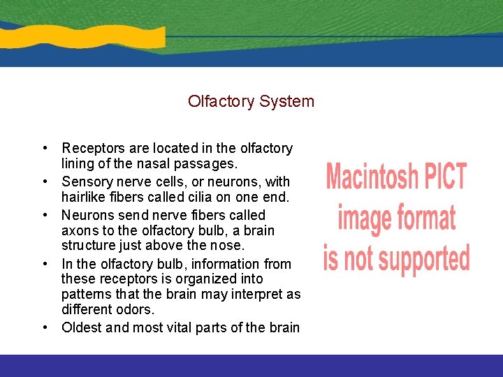 Olfactory System • Receptors are located in the olfactory lining of the nasal passages.