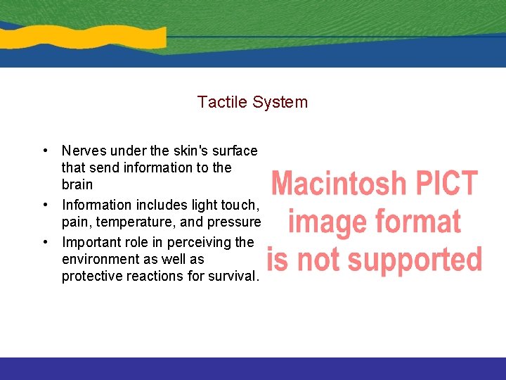 Tactile System • Nerves under the skin's surface that send information to the brain