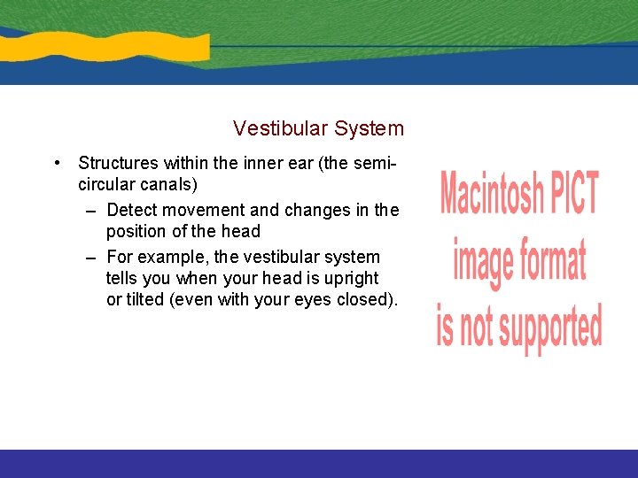 Vestibular System • Structures within the inner ear (the semicircular canals) – Detect movement