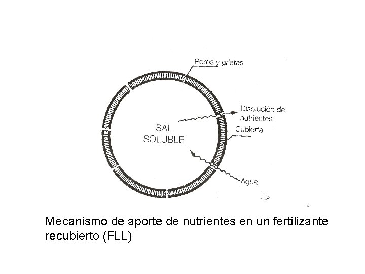 Mecanismo de aporte de nutrientes en un fertilizante recubierto (FLL) 