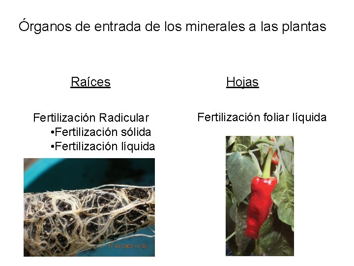 Órganos de entrada de los minerales a las plantas Raíces Fertilización Radicular • Fertilización