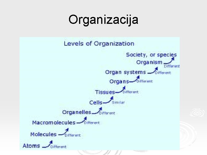 Organizacija 