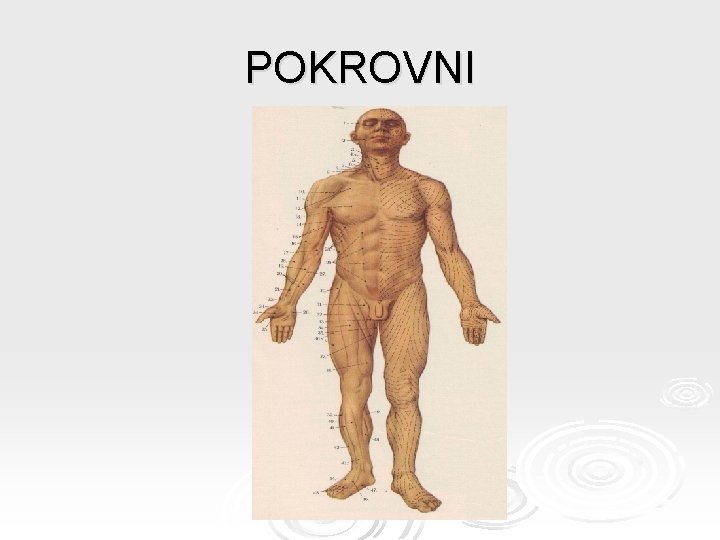 POKROVNI 