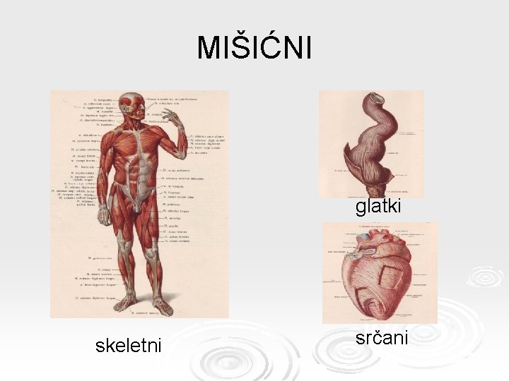 MIŠIĆNI glatki skeletni srčani 