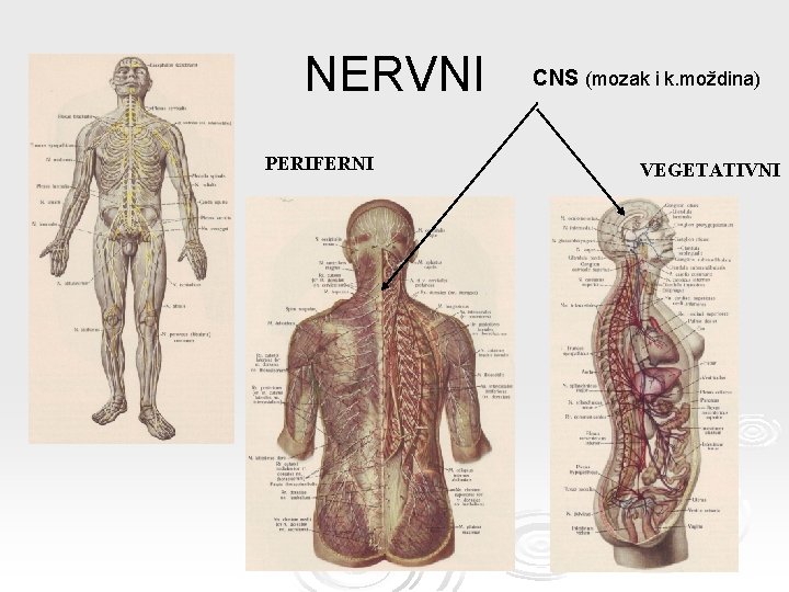 NERVNI PERIFERNI CNS (mozak i k. moždina) VEGETATIVNI 