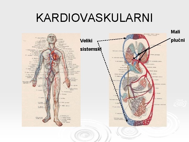 KARDIOVASKULARNI Mali Veliki sistemski plućni 