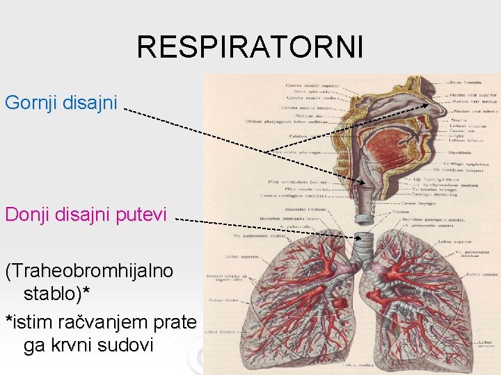 RESPIRATORNI Gornji disajni Donji disajni putevi (Traheobromhijalno stablo)* *istim račvanjem prate ga krvni sudovi