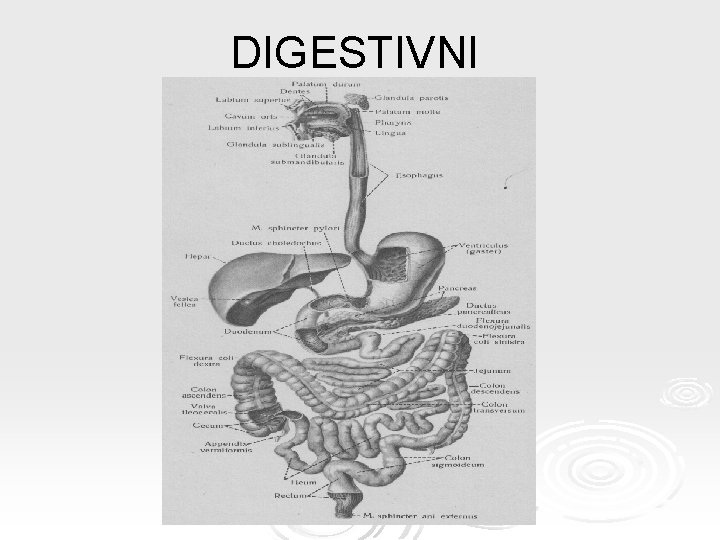 DIGESTIVNI 