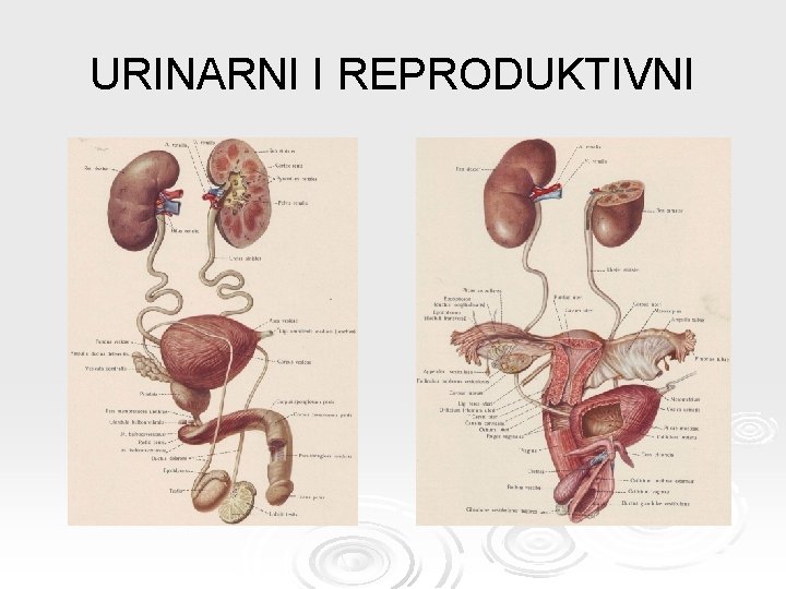 URINARNI I REPRODUKTIVNI 