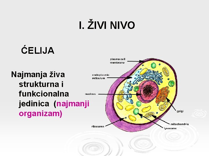 I. ŽIVI NIVO ĆELIJA Najmanja živa strukturna i funkcionalna jedinica (najmanji organizam) 