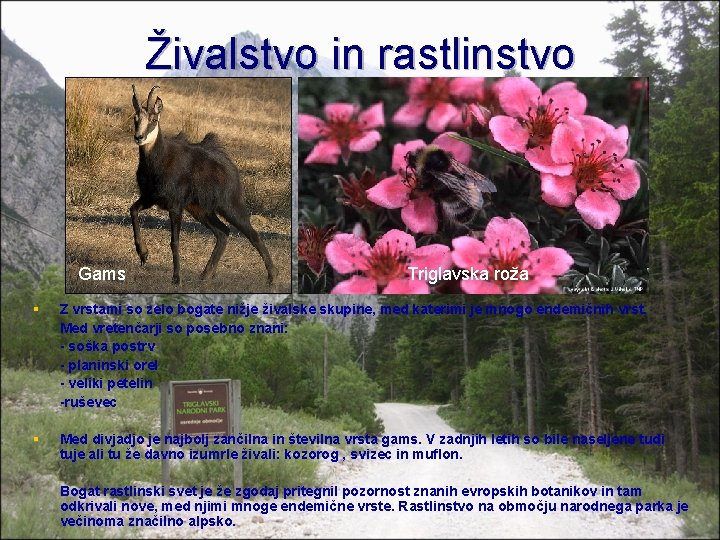 Živalstvo in rastlinstvo Gams Triglavska roža § Z vrstami so zelo bogate nižje živalske