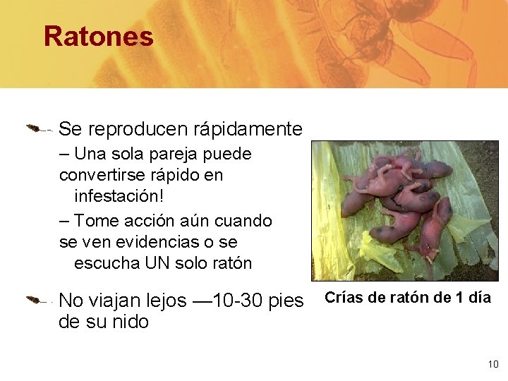 Ratones Se reproducen rápidamente – Una sola pareja puede convertirse rápido en infestación! –