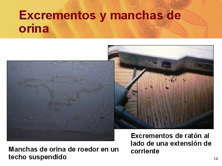 Excrementos y manchas de orina Manchas de orina de roedor en un techo suspendido