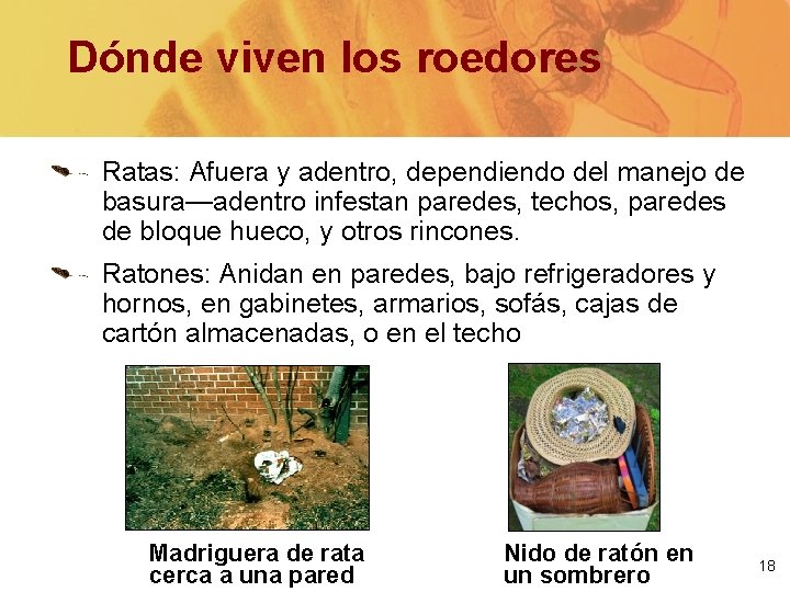 Dónde viven los roedores Ratas: Afuera y adentro, dependiendo del manejo de basura—adentro infestan