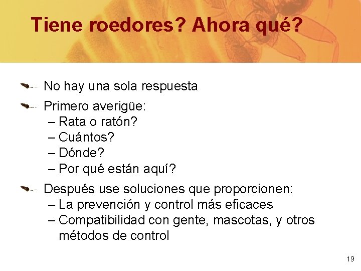 Tiene roedores? Ahora qué? No hay una sola respuesta Primero averigüe: – Rata o