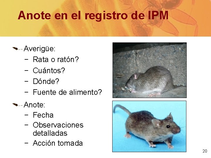 Anote en el registro de IPM Averigüe: − Rata o ratón? − Cuántos? −