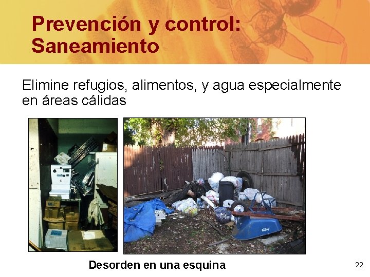 Prevención y control: Saneamiento Elimine refugios, alimentos, y agua especialmente en áreas cálidas Desorden