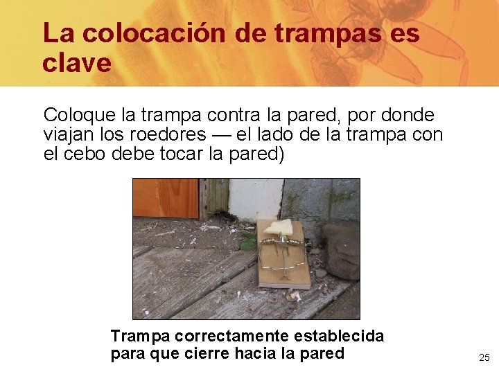 La colocación de trampas es clave Coloque la trampa contra la pared, por donde