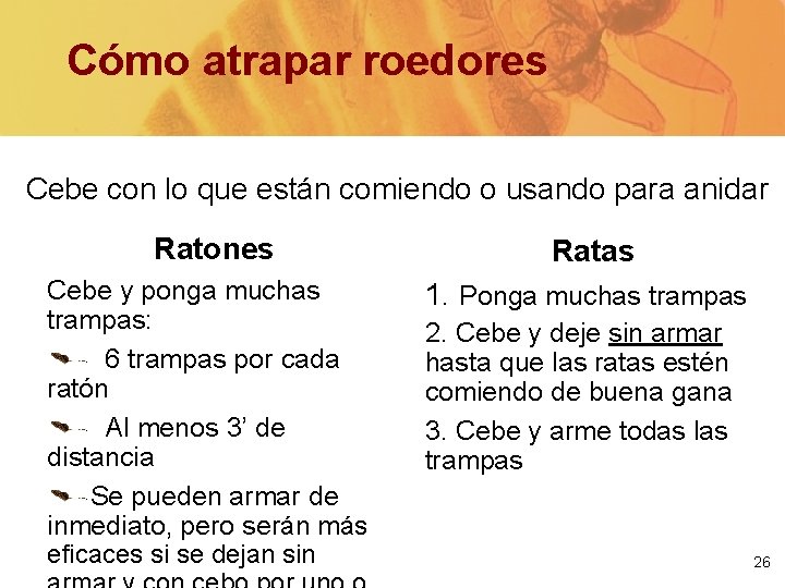 Cómo atrapar roedores Cebe con lo que están comiendo o usando para anidar Ratones