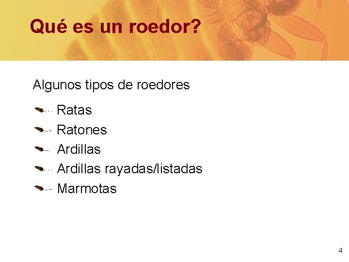 Qué es un roedor? Algunos tipos de roedores Ratas Ratones Ardillas rayadas/listadas Marmotas 4