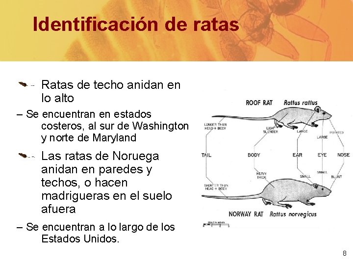 Identificación de ratas Ratas de techo anidan en lo alto – Se encuentran en