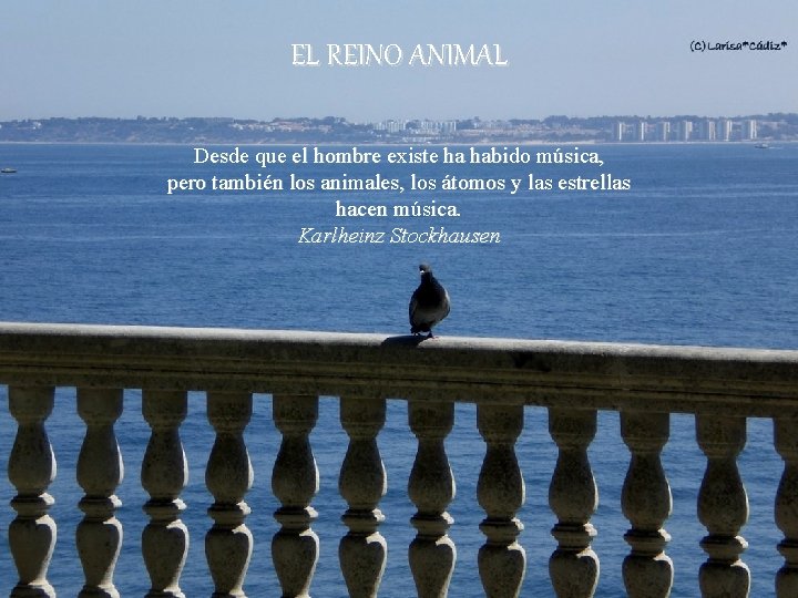 EL REINO ANIMAL Desde que el hombre existe ha habido música, pero también los