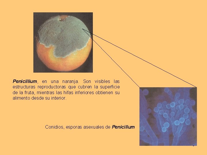 Penicillium, en una naranja. Son visibles las estructuras reproductoras que cubren la superficie de