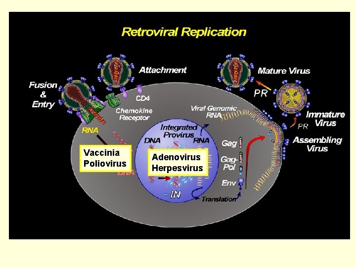 Vaccinia Poliovirus Adenovirus Herpesvirus 