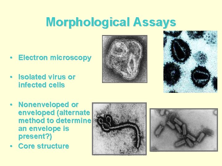 Morphological Assays • Electron microscopy • Isolated virus or infected cells • Nonenveloped or
