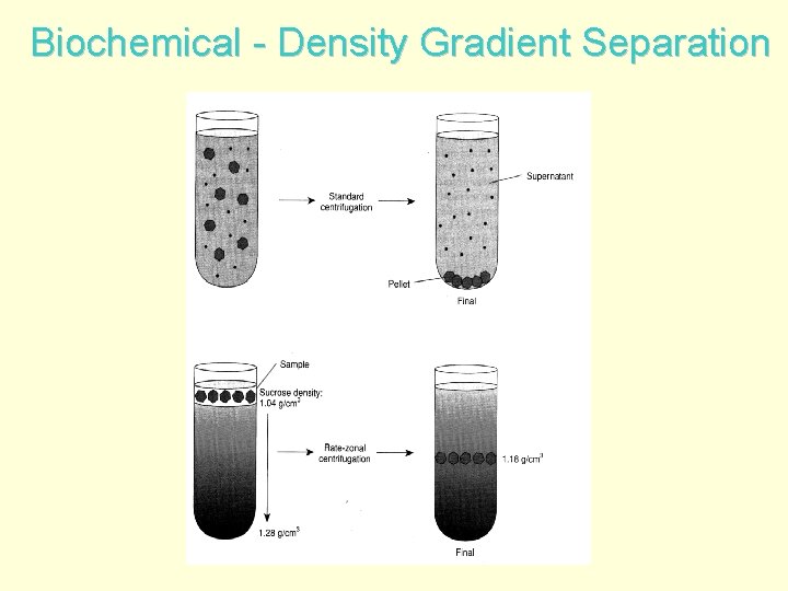 Biochemical - Density Gradient Separation 