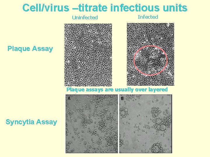 Cell/virus –titrate infectious units Uninfected Infected Plaque Assay Plaque assays are usually over layered