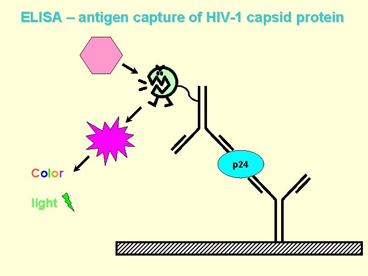 ELISA – antigen capture of HIV-1 capsid protein Color light p 24 