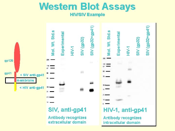 Western Blot Assays SIV (gp 32+gp 41) SIV (gp 32) HIV-1 Experimental Mol. Wt.