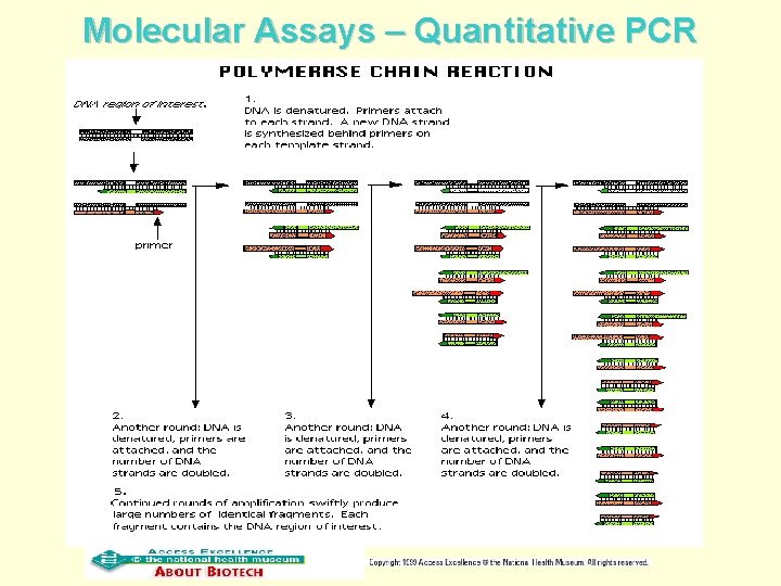 Molecular Assays – Quantitative PCR 