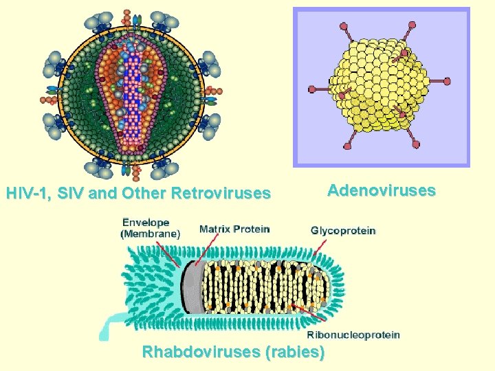 HIV-1, SIV and Other Retroviruses Rhabdoviruses (rabies) Adenoviruses 