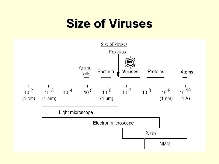 Size of Viruses 