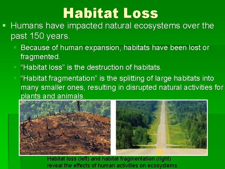 Habitat Loss § Humans have impacted natural ecosystems over the past 150 years. §