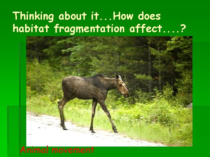Thinking about it. . . How does habitat fragmentation affect. . ? Animal movement