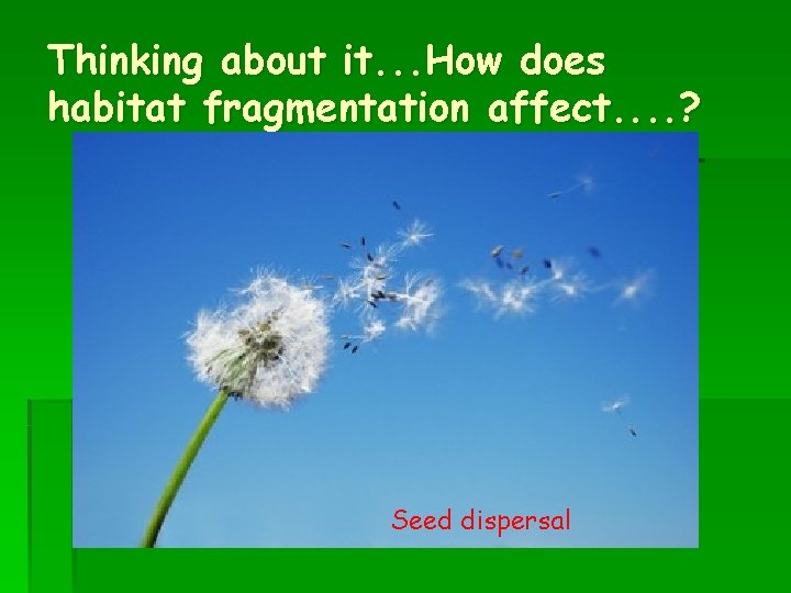 Thinking about it. . . How does habitat fragmentation affect. . ? Seed dispersal