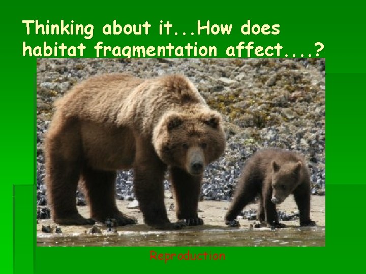 Thinking about it. . . How does habitat fragmentation affect. . ? Reproduction 