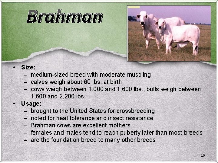 Brahman • Size: – medium-sized breed with moderate muscling – calves weigh about 60 Brahman • Size: – medium-sized breed with moderate muscling – calves weigh about 60