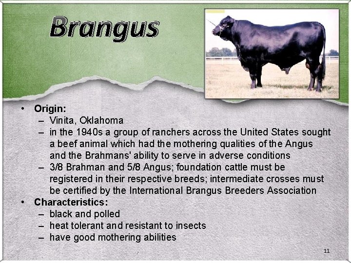Brangus • Origin: – Vinita, Oklahoma – in the 1940 s a group of Brangus • Origin: – Vinita, Oklahoma – in the 1940 s a group of