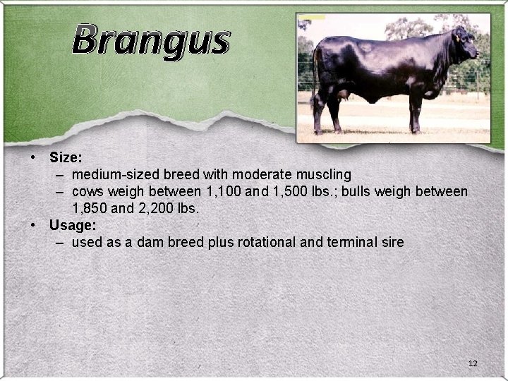 Brangus • Size: – medium-sized breed with moderate muscling – cows weigh between 1, Brangus • Size: – medium-sized breed with moderate muscling – cows weigh between 1,