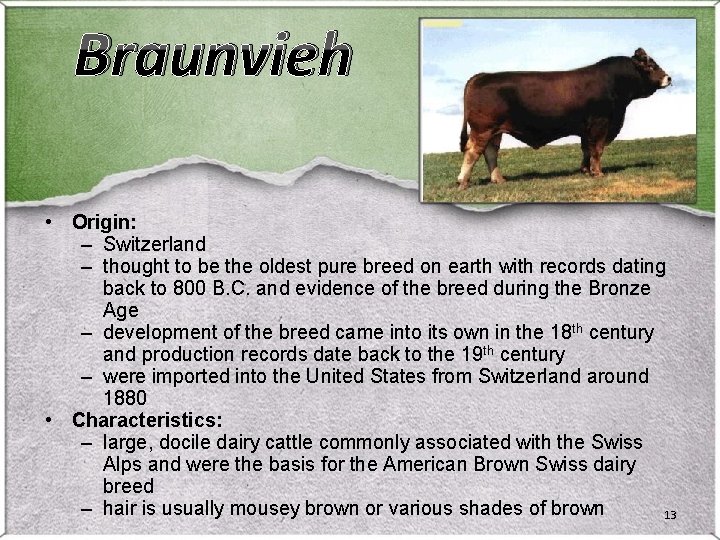 Braunvieh • Origin: – Switzerland – thought to be the oldest pure breed on Braunvieh • Origin: – Switzerland – thought to be the oldest pure breed on