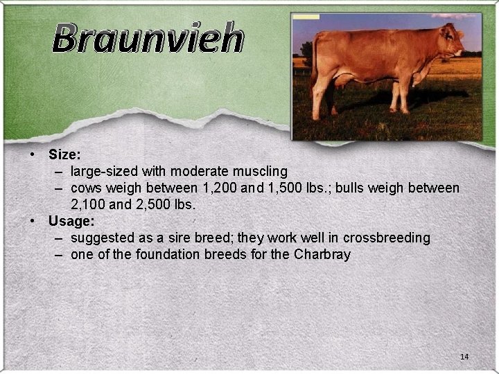 Braunvieh • Size: – large-sized with moderate muscling – cows weigh between 1, 200 Braunvieh • Size: – large-sized with moderate muscling – cows weigh between 1, 200