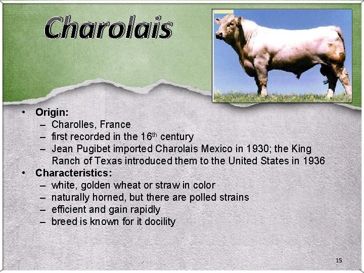 Charolais • Origin: – Charolles, France – first recorded in the 16 th century Charolais • Origin: – Charolles, France – first recorded in the 16 th century