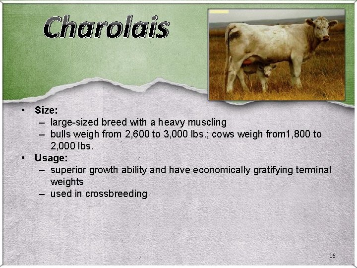 Charolais • Size: – large-sized breed with a heavy muscling – bulls weigh from Charolais • Size: – large-sized breed with a heavy muscling – bulls weigh from